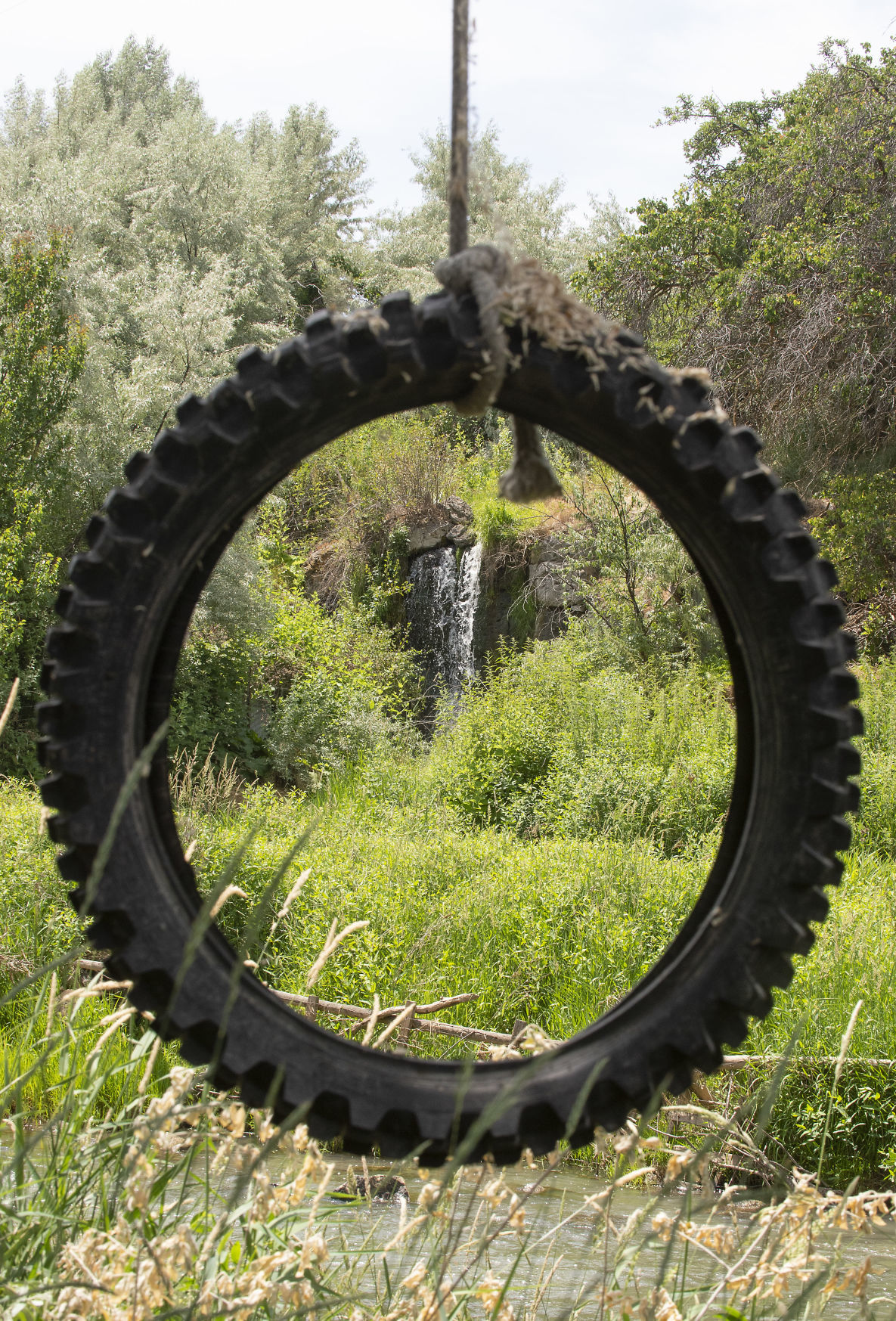 A tale of Russian olive trees
